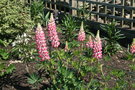 vignette Lupinus 'The Governor' - Lupin