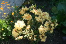 vignette Rhododendron 'Nancy Evans'