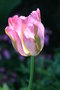 vignette Tulipa - Tulipe rose/vert
