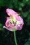 vignette Tulipa - Tulipe rose/vert