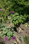 vignette Allium / Brugmansia