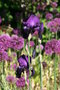 vignette Iris / Allium