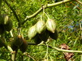 vignette cyphomandra betacea (fruits)
