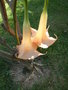 vignette brugmansia (fleurs)