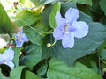 vignette thunbergia grandiflora 'Augusta Blue' (fleur)