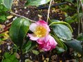 vignette Camellia sasanqua variegata premires fleurs au 26 09 12
