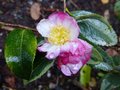 vignette Camellia sasanqua variegata gros plan au 27 09 12