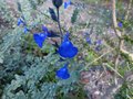 vignette Salvia Jamensis ardoise bleue au 29 09 12