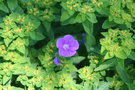 vignette Geranium / Euphorbia