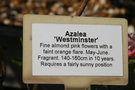 vignette Azalea 'Westminster'