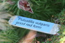 vignette Pulsatilla vulgaris 'Good Red' form