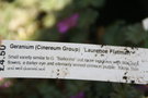 vignette Geranium cinereum 'Laurence Flatman'