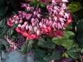 vignette clerodendron thomsonae (fleurs)