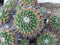 vignette Mammillaria crocidata