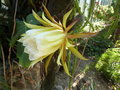 vignette hylocereus undatus (fleur)