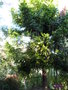 vignette Araucaria bidwillii Hook(arbre)