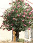 vignette Laurier-rose en arbre  Levanto