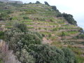 vignette Vignes en terrasse entre Monterosso et Vernazza