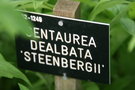 vignette Centaurea dealbata 'Steenbergii'