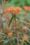 vignette Euphorbia griffithii 'Dixter'