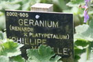 vignette Geranium 'Philippe Vapelle'