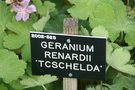 vignette Geranium renardii 'Tcschelda'