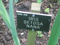 vignette Iris setosa 'Nana'