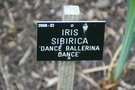 vignette Iris sibirica 'Dance Ballerina Dance'