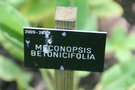 vignette Meconopsis betonicifolia