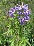 vignette Solanum seaforthianum