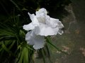 vignette Iris blanc bleut