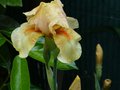 vignette Iris bronze