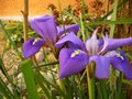 vignette Iris unguicularis (Iris d'Algrie)