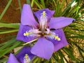 vignette Iris unguicularis (Iris d'Algrie)