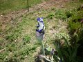 vignette Iris bleu fonc et blanc