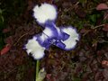 vignette Iris bleu fonc et blanc