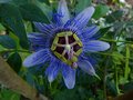 vignette Passiflora Purple Haze au 06 10 12