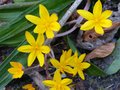 vignette Hypoxis hirsuta au 01 10 12