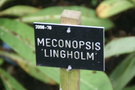 vignette Meconopsis 'Lingholm'