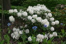 vignette Meconopsis 'Lingholm' / Rhododendron