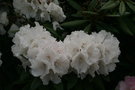 vignette Rhododendron 'Johnny Rose'