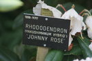 vignette Rhododendron 'Johnny Rose'