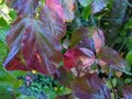 vignette Parrotia persica vanessa en début de coloration automnale au 01 10 12