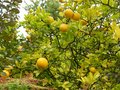 vignette Poncirus Trifoliata aux beaux citrons et qui jaunit à l'approche de l'automne au 06 10 12