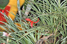 vignette Tillandsia albertiana