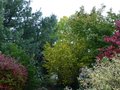 vignette Colorations de début d'automne au Nord est du jardin au 10 10 12