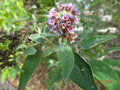vignette BUDDLEIA longifolia (Buddleja)