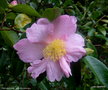 vignette ' Plantation pink ' camellia sasanqua