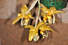 vignette Stanhopea jenischiana