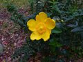 vignette Hypericum Hidcote au 06 10 12